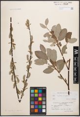 Foto von Salix caprea L. x Salix repens L.